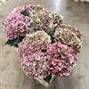 HORTENSIA SNITT M.ROSA RODE CLASSIC URVAL